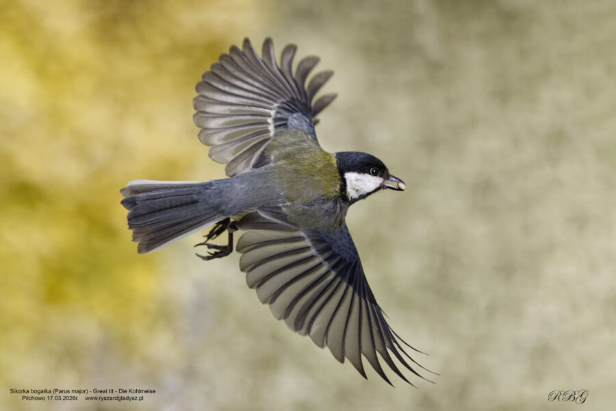 Sikorka bogatka, Parus major, Great tit, Die Kohlmeise, Большая синица Ptaki w locie, wróblowate, sikorkowate, sikory, birds, passerine, paridae, Vogel, Vögel, Sperlingsvögel, Meisen
