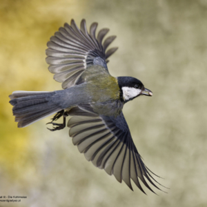 Sikorka bogatka, Parus major, Great tit, Die Kohlmeise, Большая синица Ptaki w locie, wróblowate, sikorkowate, sikory, birds, passerine, paridae, Vogel, Vögel, Sperlingsvögel, Meisen