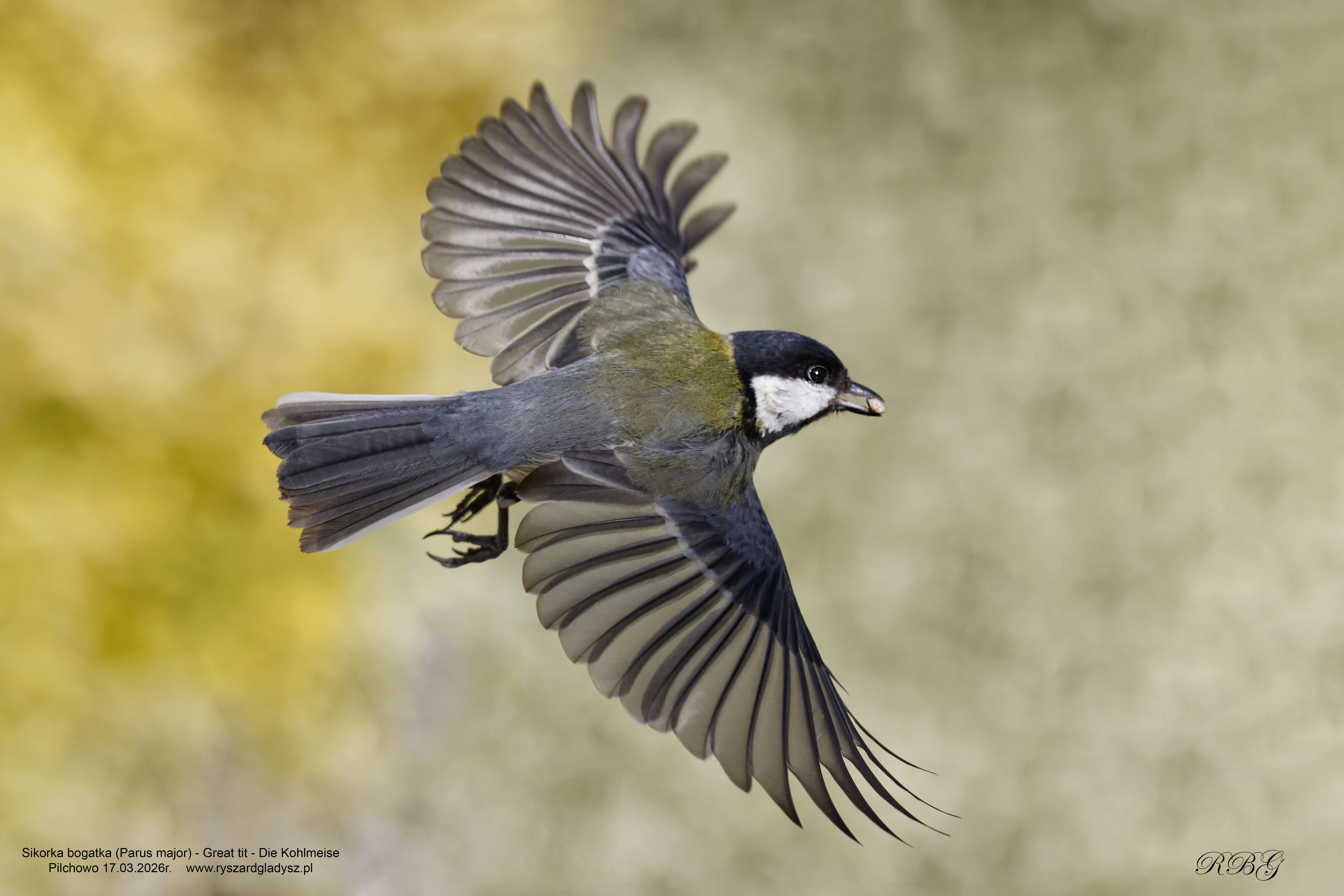 Sikorka bogatka, Parus major, Great tit, Die Kohlmeise, Большая синица Ptaki w locie, wróblowate, sikorkowate, sikory, birds, passerine, paridae, Vogel, Vögel, Sperlingsvögel, Meisen