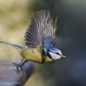 Sikorka modraszka lub modra, Eurasian Blue Tit, Blaumeise, Parus major Ptaki w locie, wróblowate, sikorkowate, sikory, birds, passerine, paridae, Vogel, Vögel, Sperlingsvögel, Meisen
