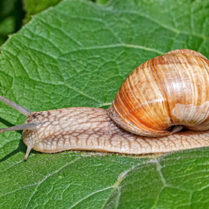 Ślimak winniczek, Helix pomatia, Roman (edible) snail, Die Weinbergschnecke, Виноградная улитка