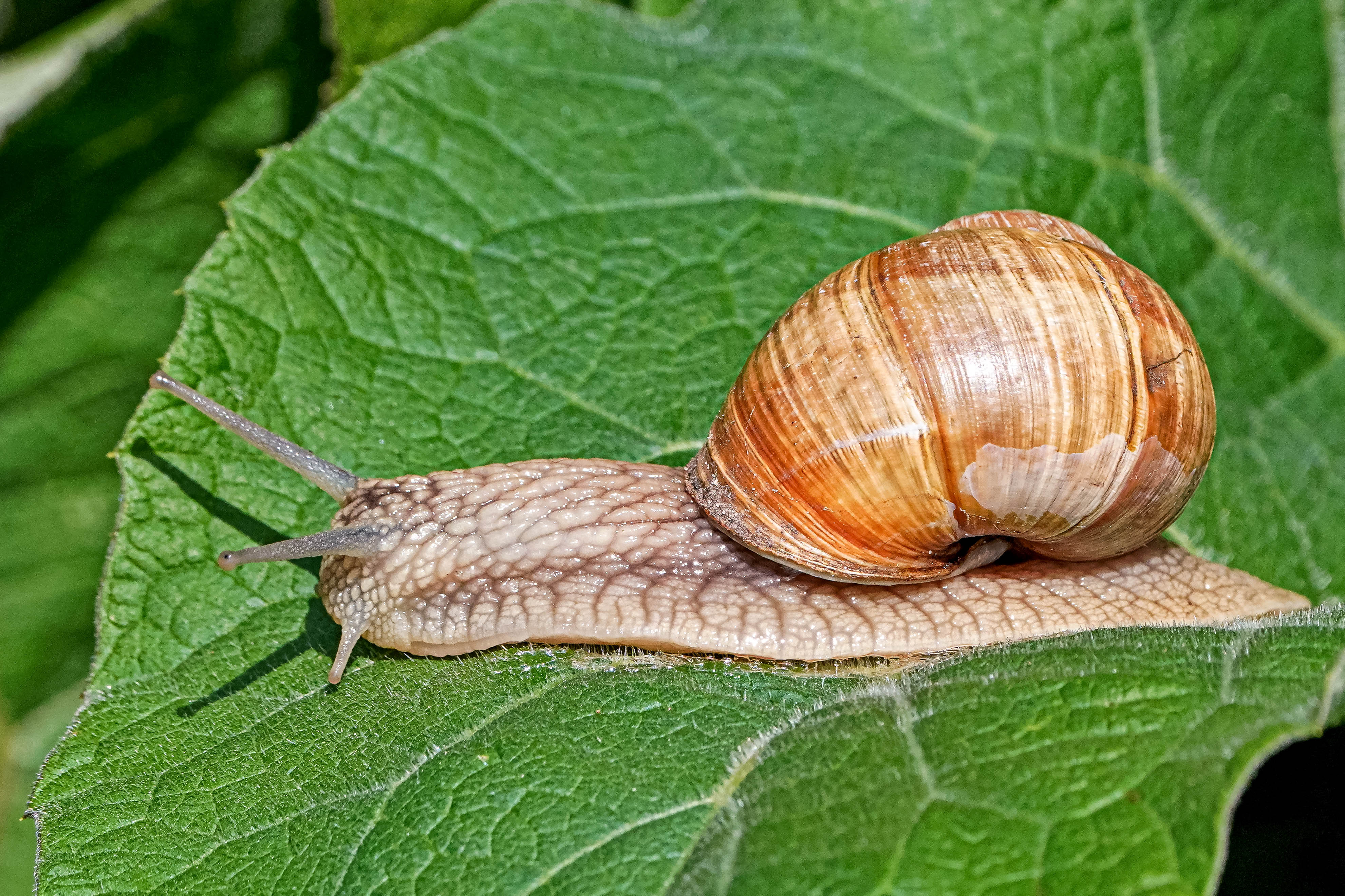 Ślimak winniczek, Helix pomatia, Roman (edible) snail, Die Weinbergschnecke, Виноградная улитка