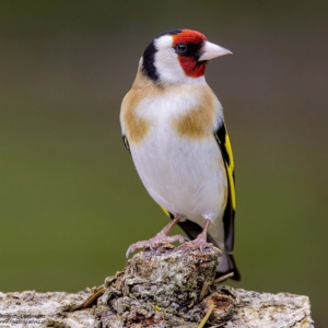 Szczygieł, Carduelis carduelis, Goldfinch, Der Stieglitz, Черноголовый щегол