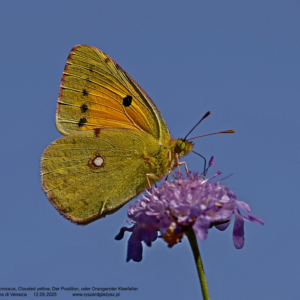 Szlaczkoń sylwetnik, Colias croceus, Clouded yellow, Der Postillon oder Orangeroter Kleefalter Motyle dzienne, bielinkowate, butterflies, Pieridae, Die Schmetterlinge, owady, insects, Insekten
