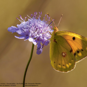 Szlaczkoń sylwetnik 0346 Szlaczkoń sylwetnik, Colias croceus, Clouded yellow, Der Postillon (oder Orangeroter Kleefalter)