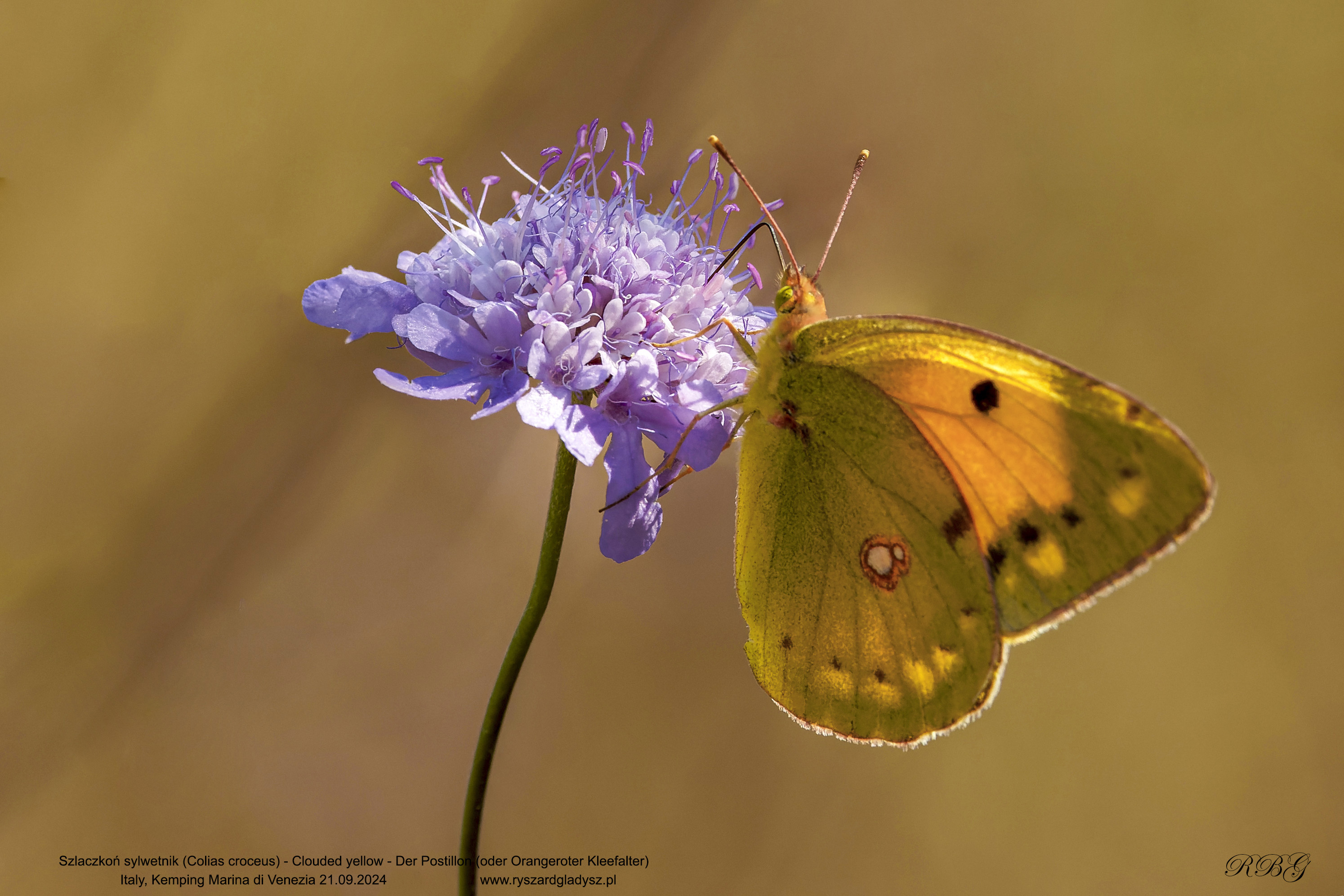 Szlaczkoń sylwetnik, Colias croceus, Clouded yellow, Der Postillon (oder Orangeroter Kleefalter)
