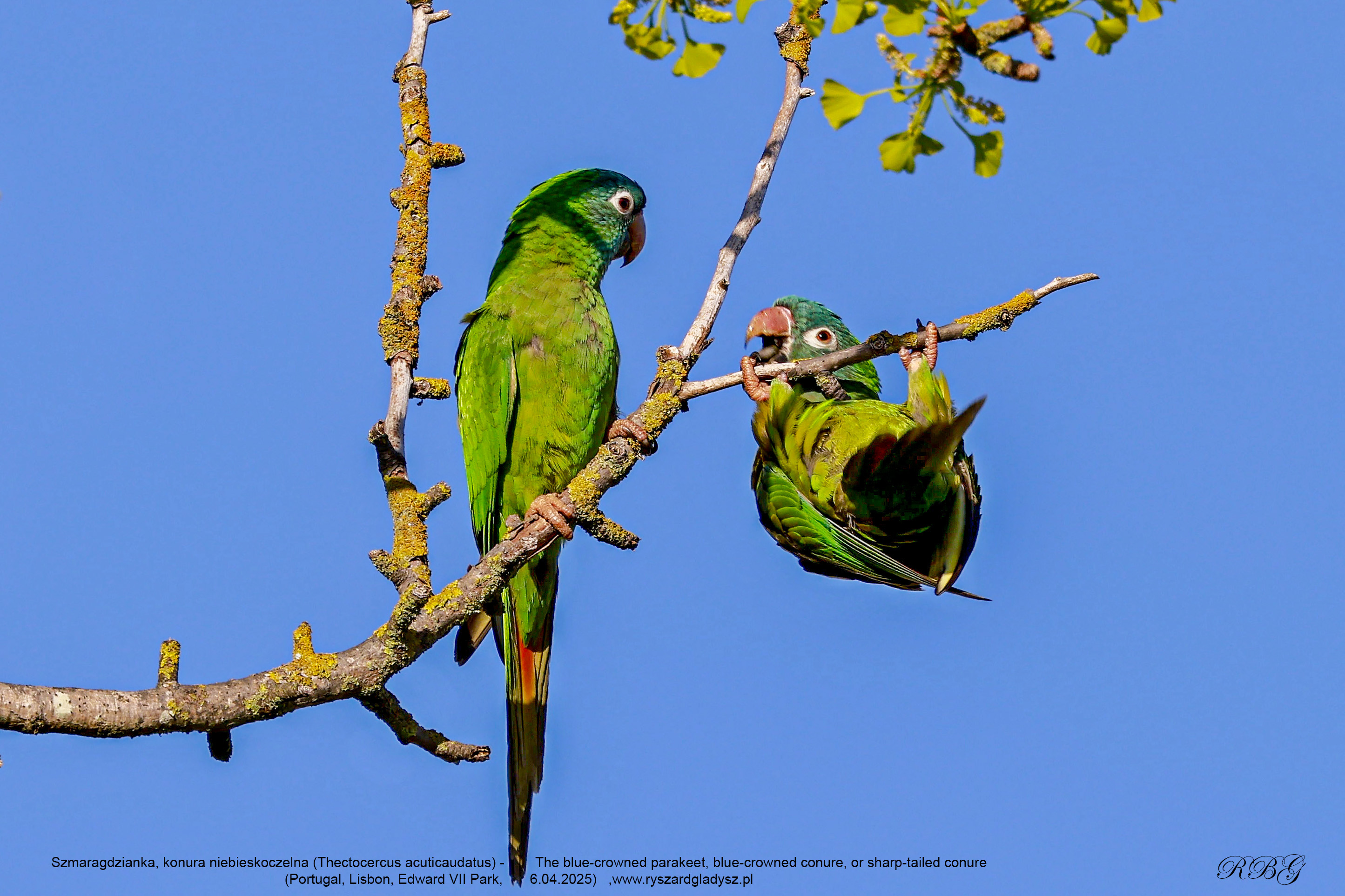 Szmaragdzianka, konura niebieskoczelna (Thectocercus acuticaudatus) - The blue-crowned parakeet, blue-crowned conure, or sharp-tailed conure