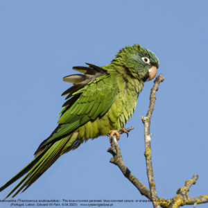 Szmaragdzianka, konura niebieskoczelna (Thectocercus acuticaudatus) - The blue-crowned parakeet, blue-crowned conure, or sharp-tailed conure