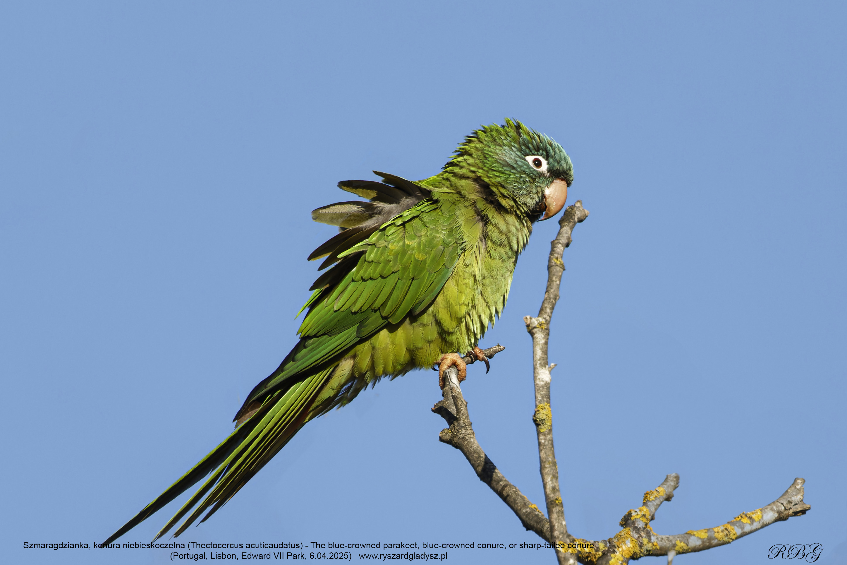 Szmaragdzianka, konura niebieskoczelna (Thectocercus acuticaudatus) - The blue-crowned parakeet, blue-crowned conure, or sharp-tailed conure