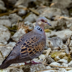 Turkawka, Streptopelia turtur, European turtle dove, Die Turteltaube, Обыкновенная горлица