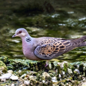Turkawka, Streptopelia turtur, European turtle dove, Die Turteltaube, Обыкновенная горлица