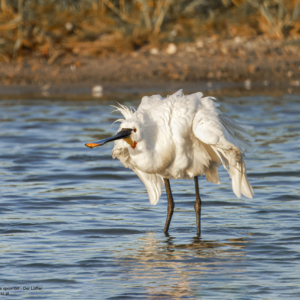 Warzęcha 5842 Warzęcha, Platalea leucorodia, The spoonbill, Der Löffler