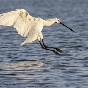 Warzęcha 0171 Warzęcha, Platalea leucorodia, The spoonbill, Der Löffler