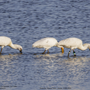 Warzęcha 7051 Warzęcha, Platalea leucorodia, The spoonbill, Der Löffler