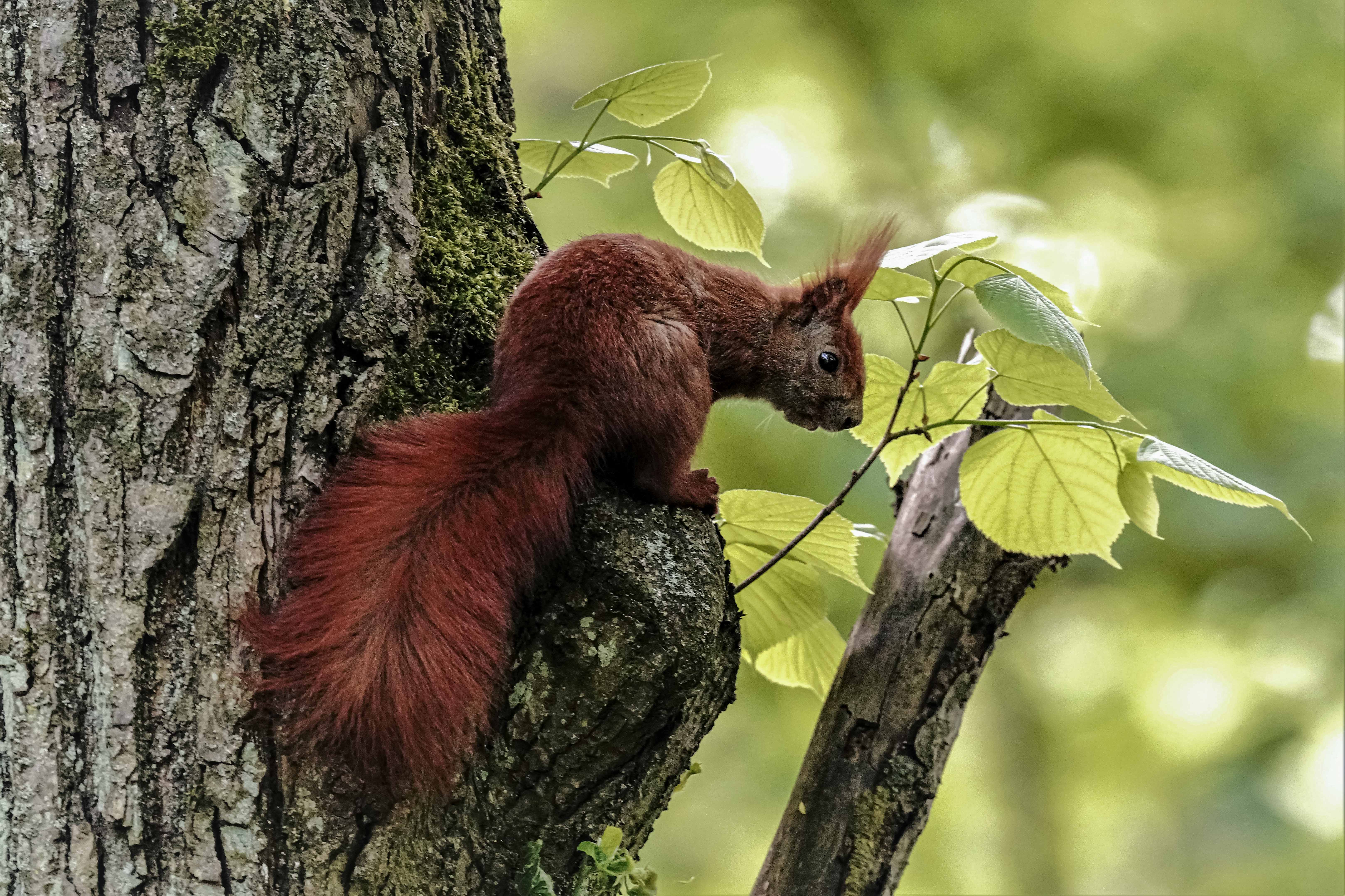 Wiewiórka, Sciurus vulgaris, Red squirrel, Eichhörnchen, Белка