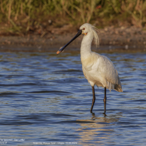 Warzęcha 5838 Warzęcha, Platalea leucorodia, The spoonbill, Der Löffler