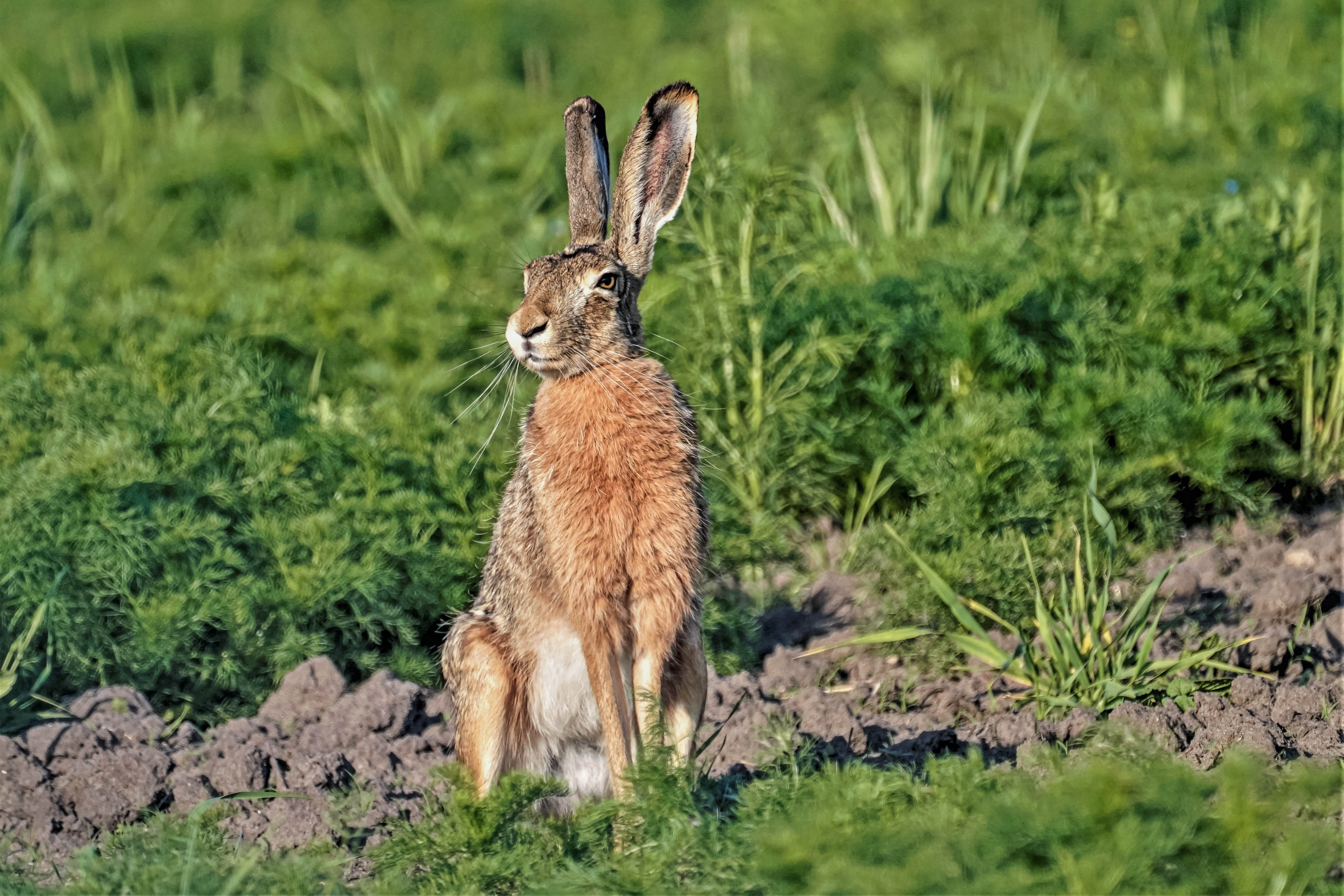 Zając szarak, Lepus europaeus, Brown hare, Der Feldhase, Заяц-русак