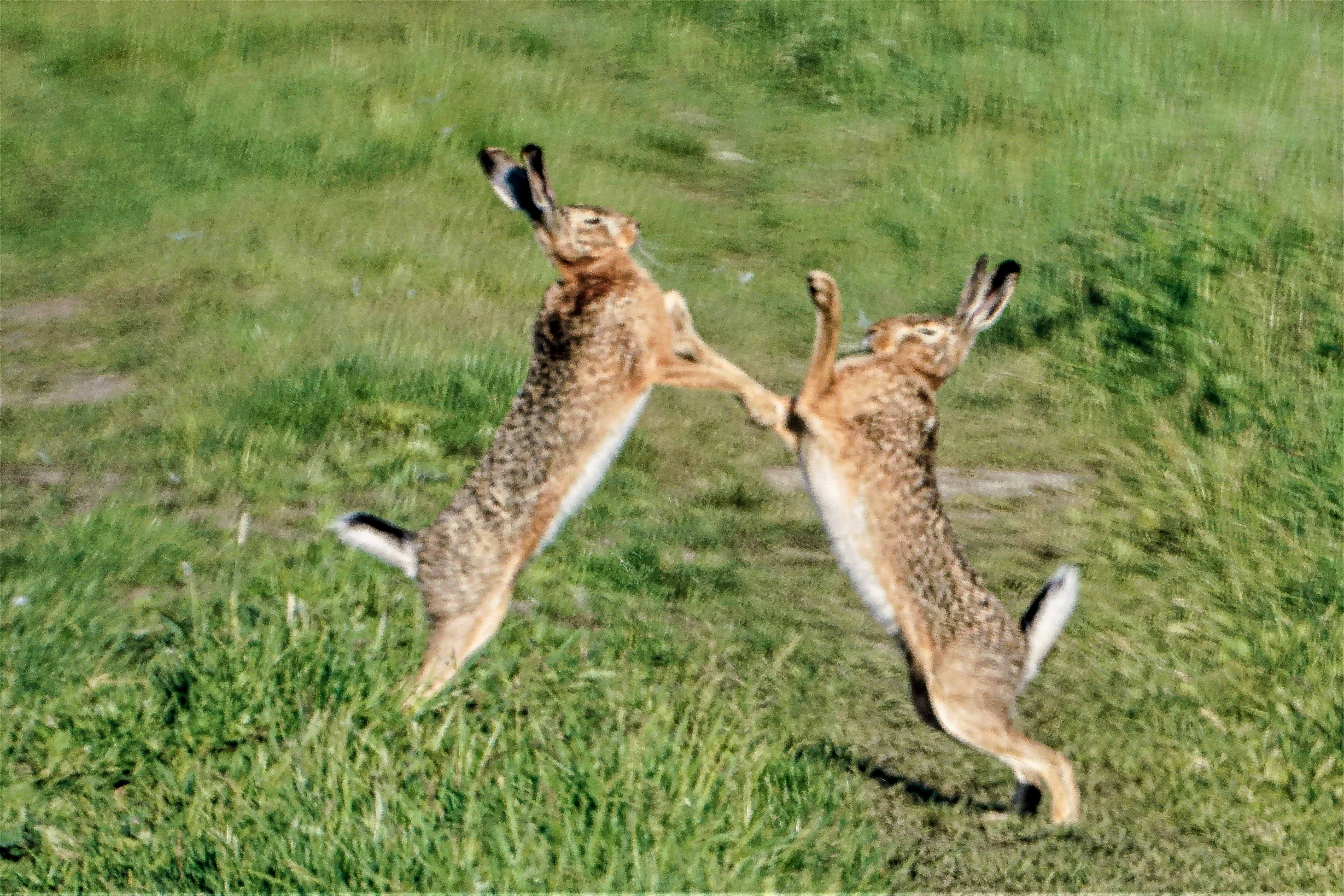 Zając szarak, Lepus europaeus, Brown hare, Der Feldhase, Заяц-русак