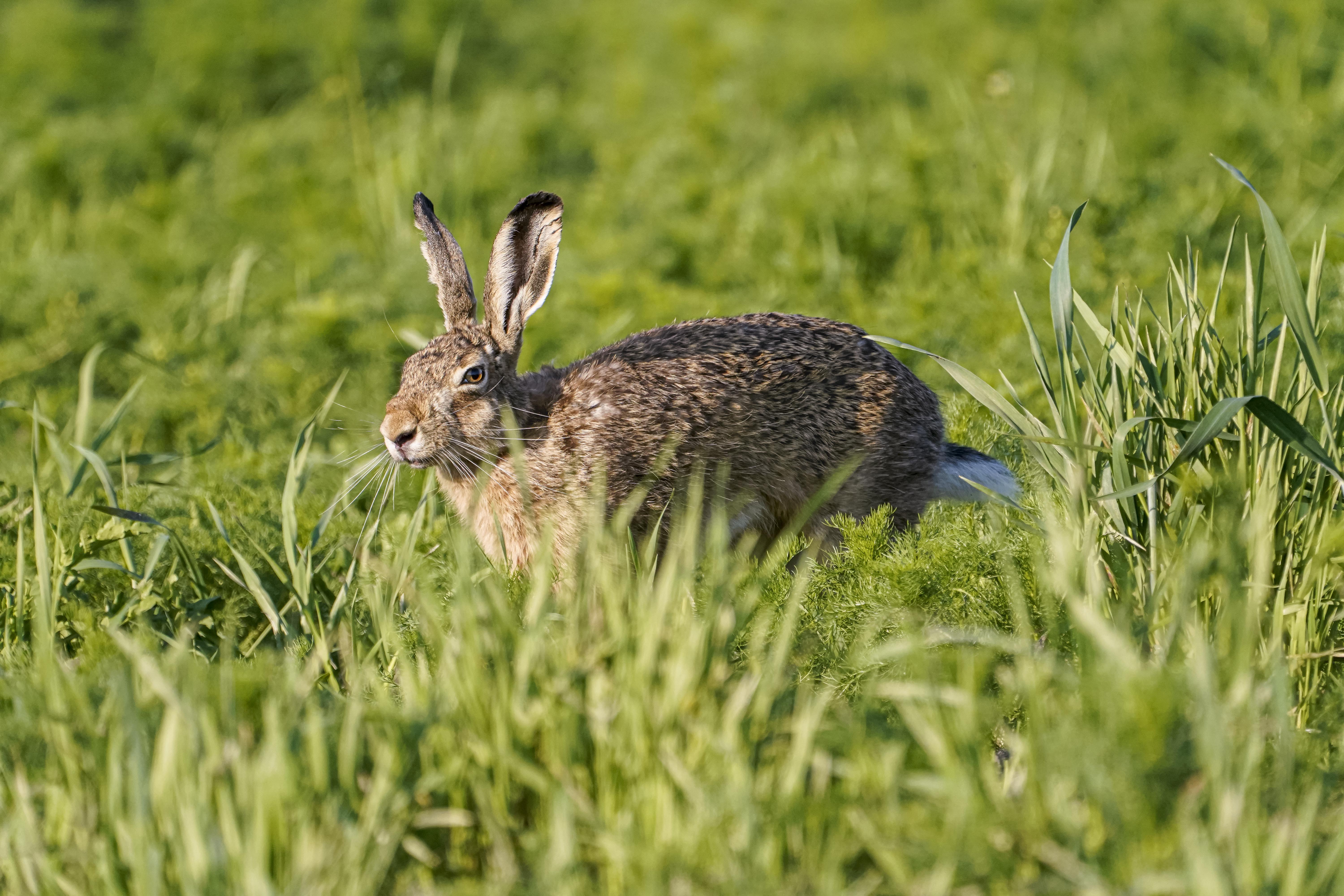 Zając szarak, Lepus europaeus, Brown hare, Der Feldhase, Заяц-русак