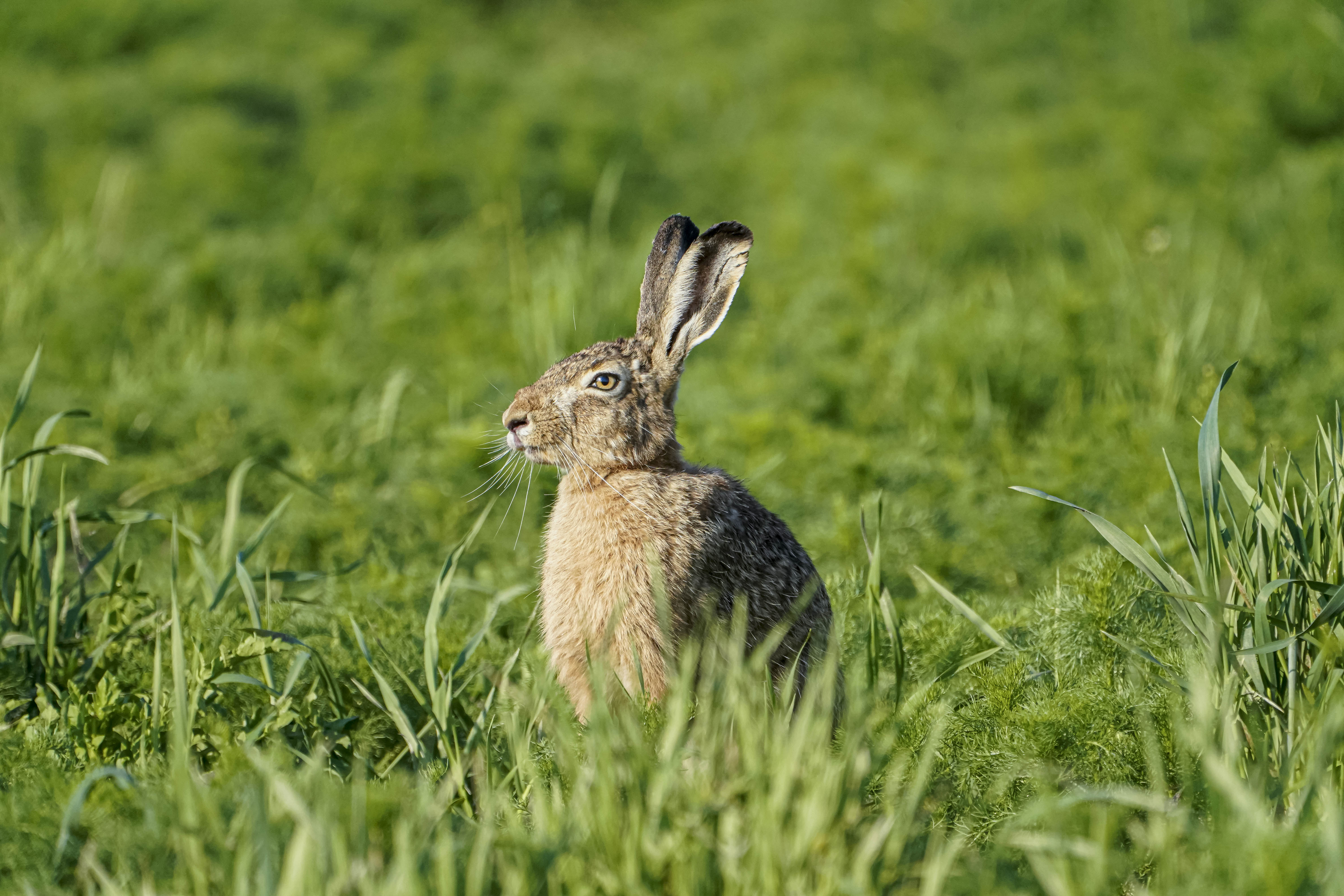 Zając szarak, Lepus europaeus, Brown hare, Der Feldhase, Заяц-русак