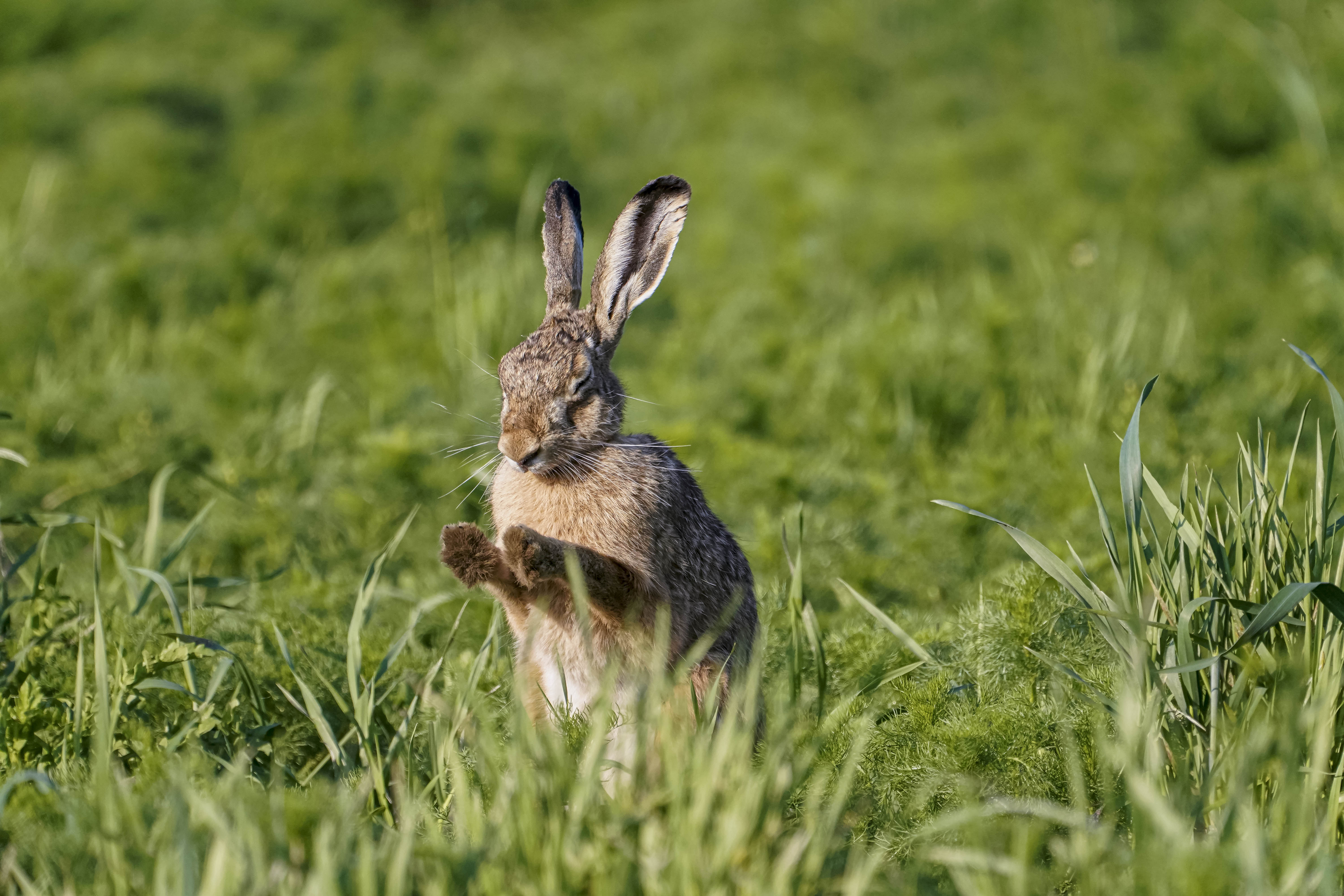 Zając szarak, Lepus europaeus, Brown hare, Der Feldhase, Заяц-русак