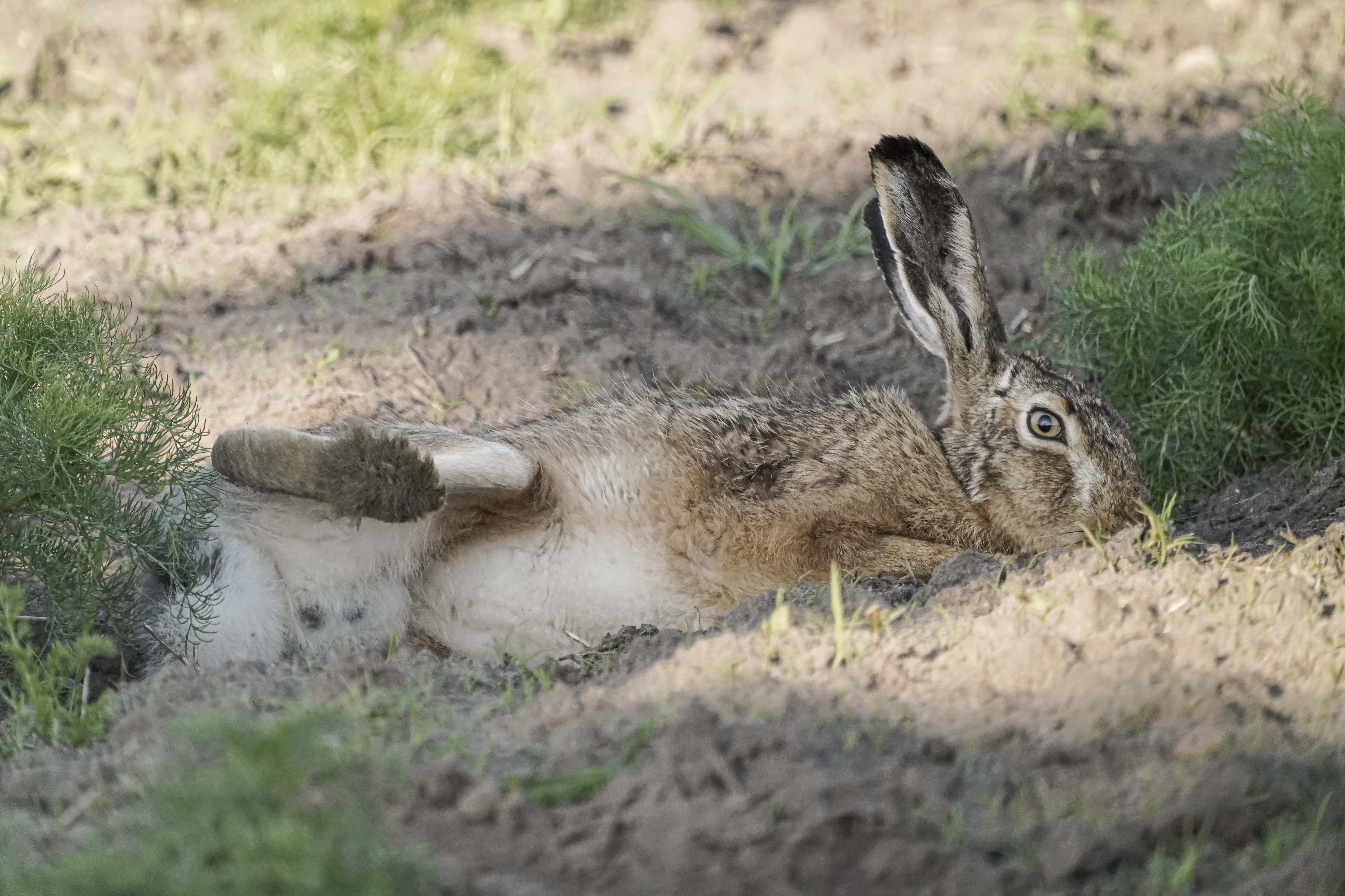 Zając szarak, Lepus europaeus, Brown hare, Der Feldhase, Заяц-русак