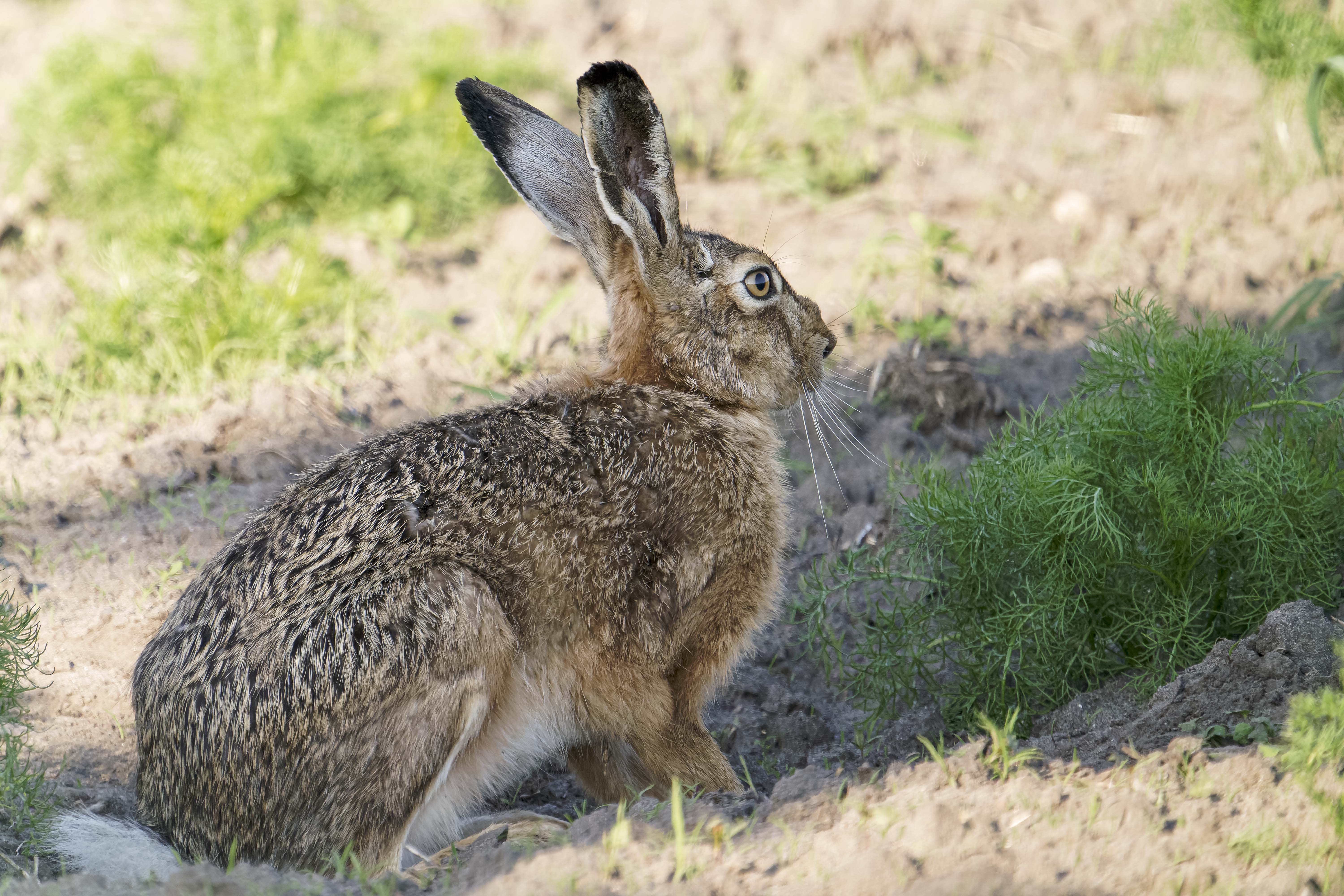 Zając szarak, Lepus europaeus, Brown hare, Der Feldhase, Заяц-русак