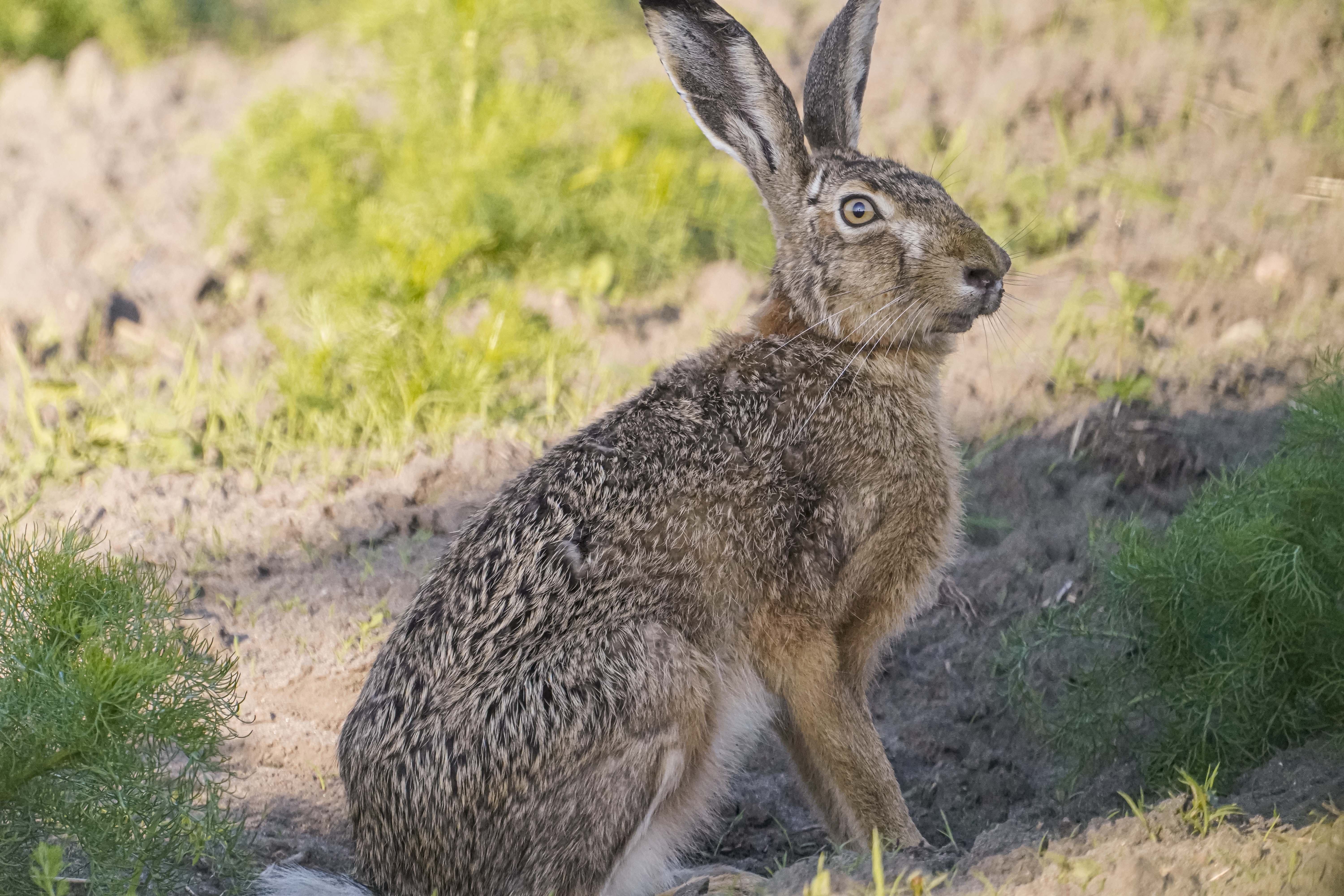 Zając szarak, Lepus europaeus, Brown hare, Der Feldhase, Заяц-русак