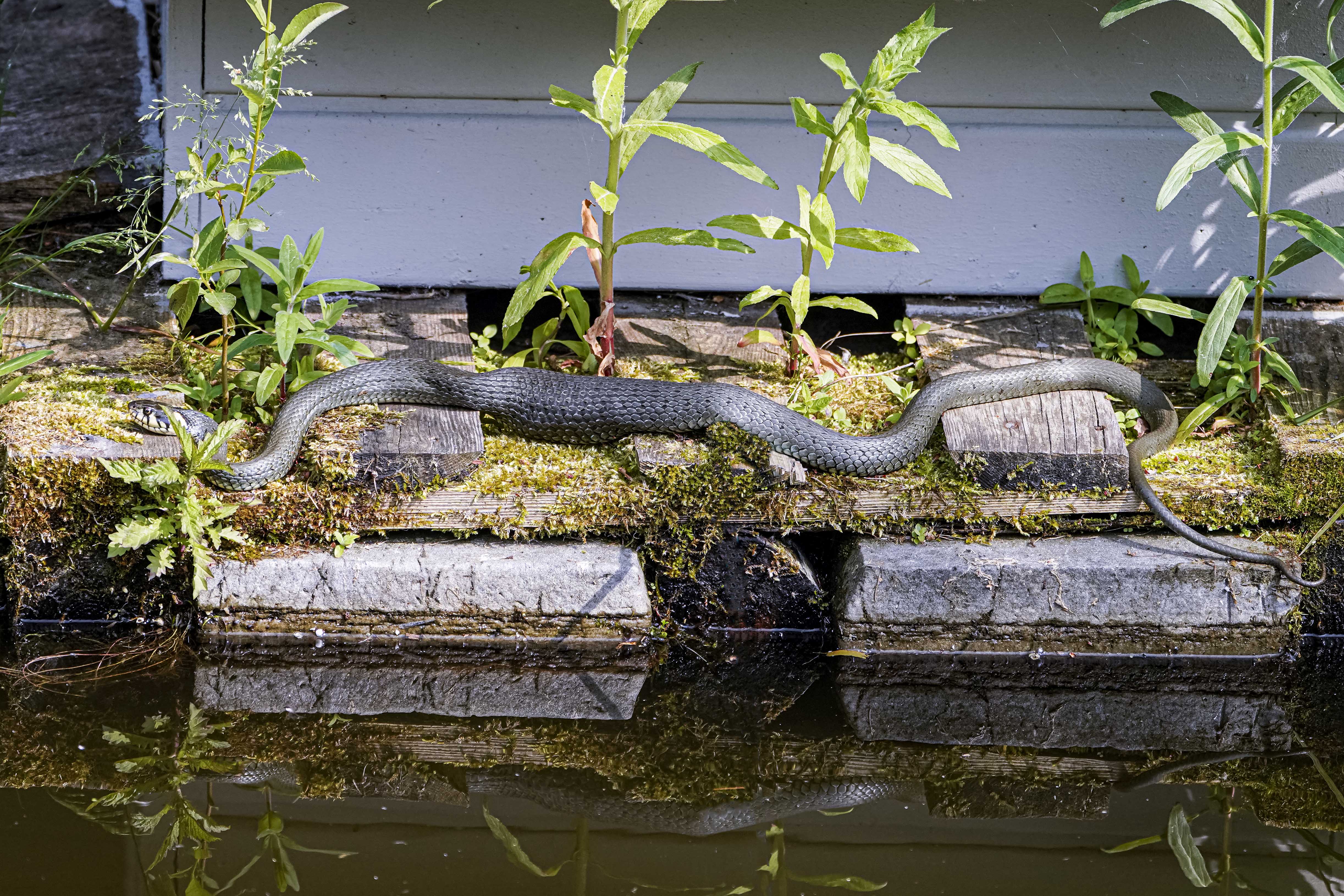 Zaskroniec, Natrix natrix, Grass snake, Die Ringelnatter, Обыкновенный уж