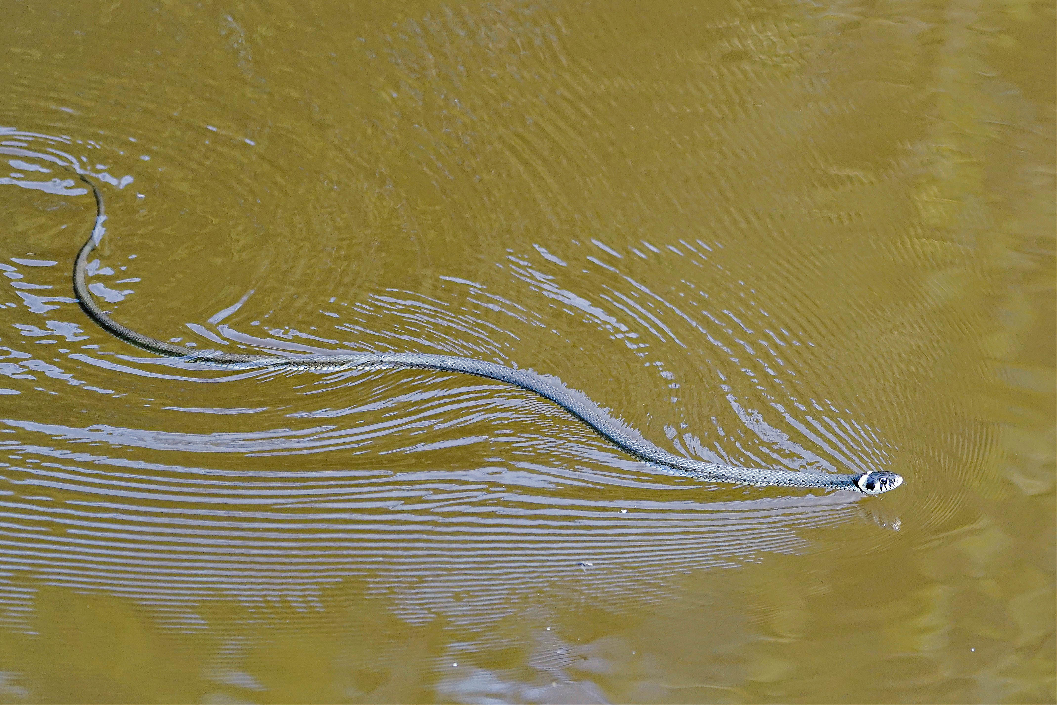 Zaskroniec, Natrix natrix, Grass snake, Die Ringelnatter, Обыкновенный уж