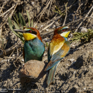 Żołna, żołna pszczołojad, Merops apiaster, The bee-eater, Der Bienenfresser Ptaki, kraskowate, birds, Vogel, Vögel