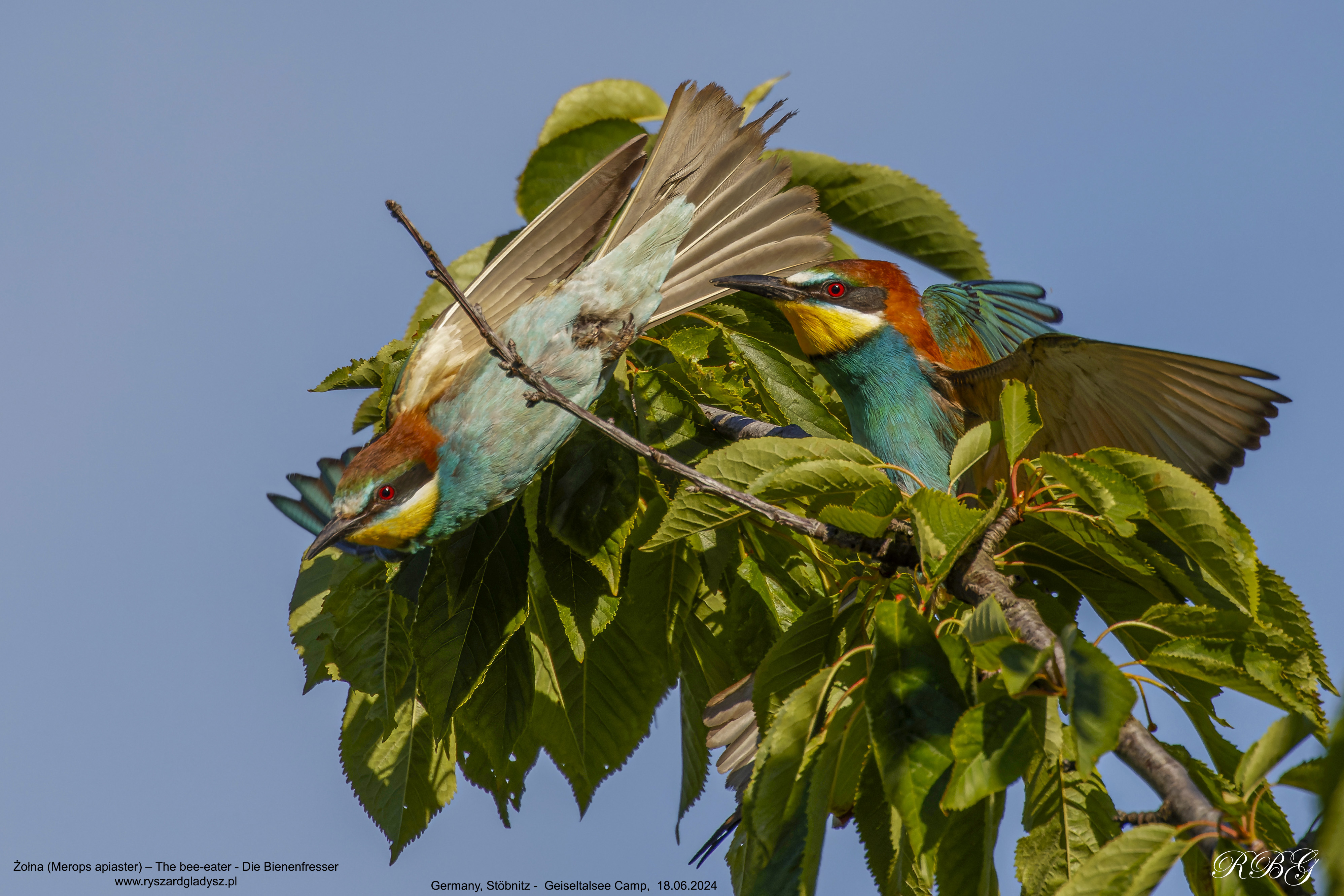 Żołna, Merops apiaster, The bee-eater, Die Bienenfresser