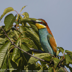 Żołna, Merops apiaster, The bee-eater, Die Bienenfresser