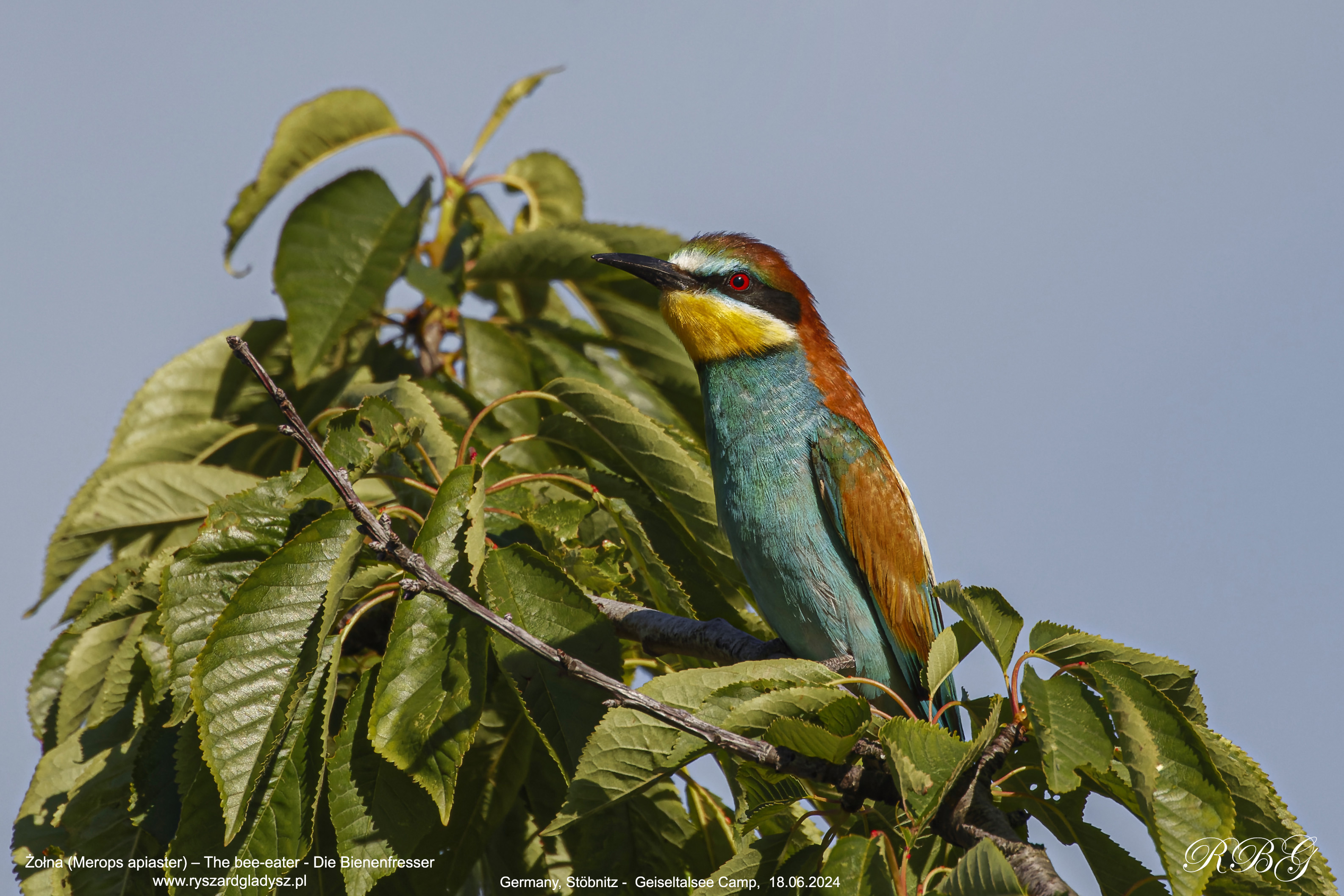 Żołna, Merops apiaster, The bee-eater, Die Bienenfresser