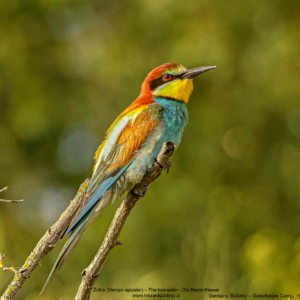 Żołna, Merops apiaster, The bee-eater, Die Bienenfresser