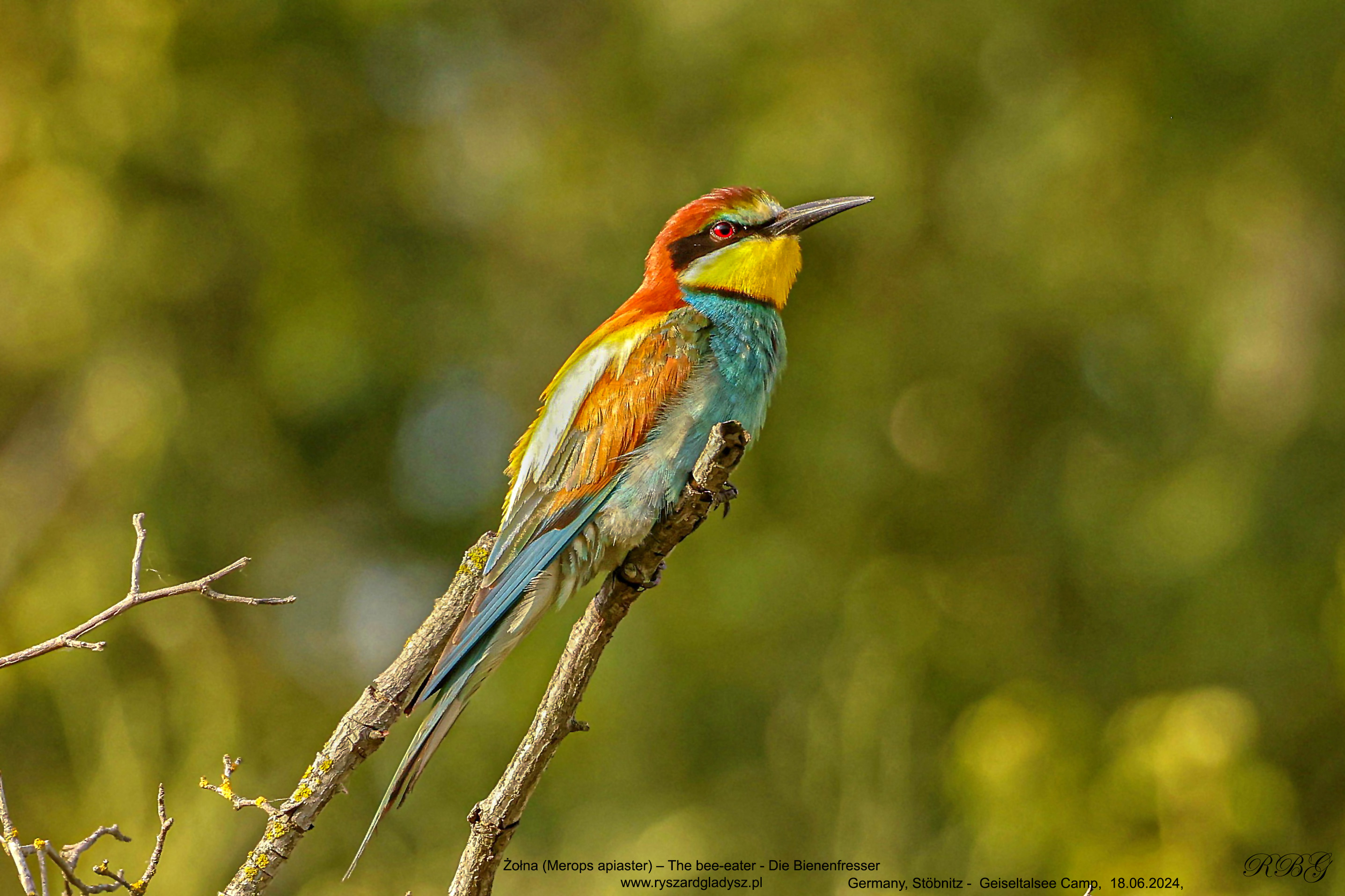 Żołna, Merops apiaster, The bee-eater, Die Bienenfresser