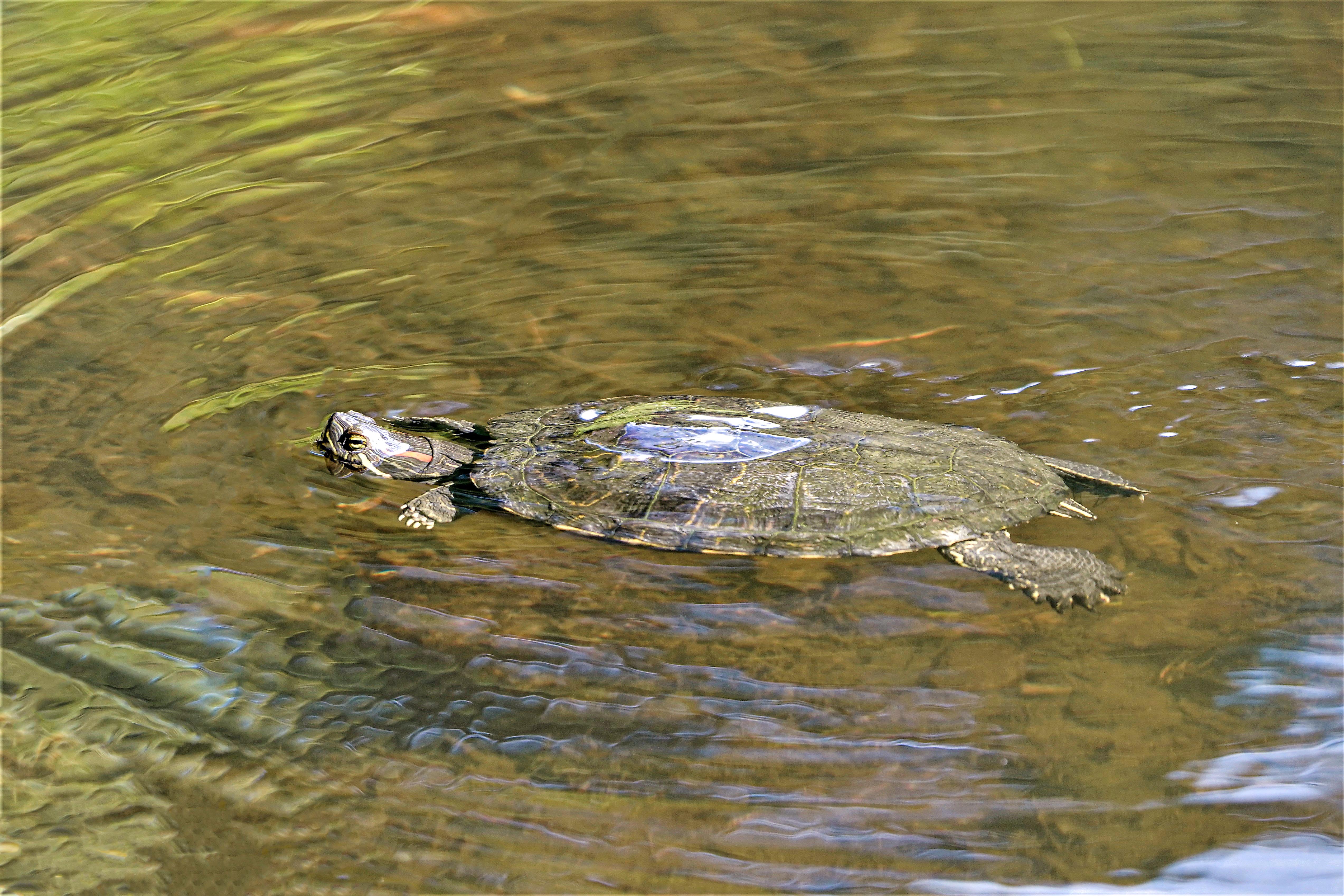 Żółw czerwonolicy, Trachemys scripta elegans, Red-eared slider, Die Rotwangen-Schmuckschildkröte