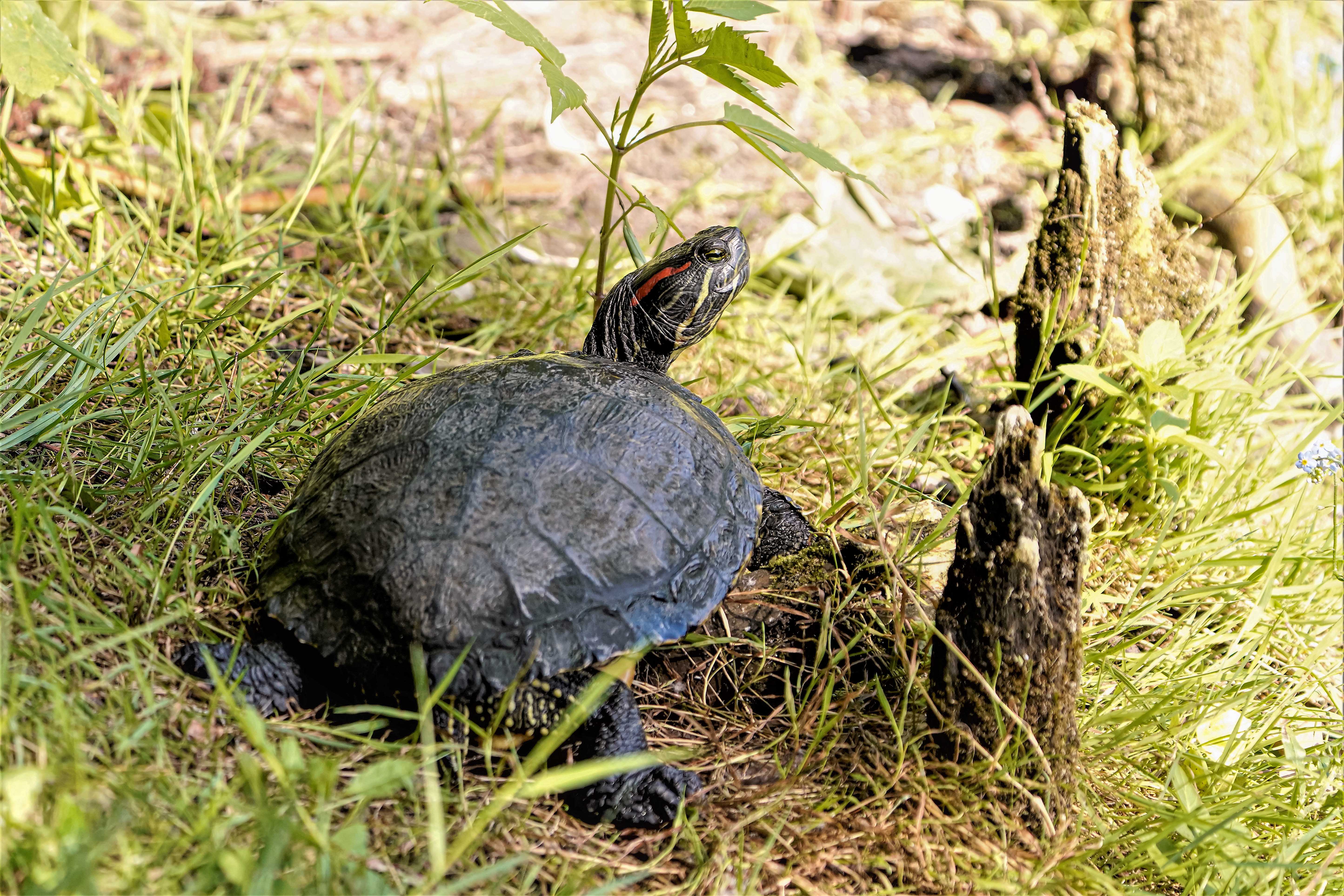 Żółw czerwonolicy, Trachemys scripta elegans, Red-eared slider, Die Rotwangen-Schmuckschildkröte