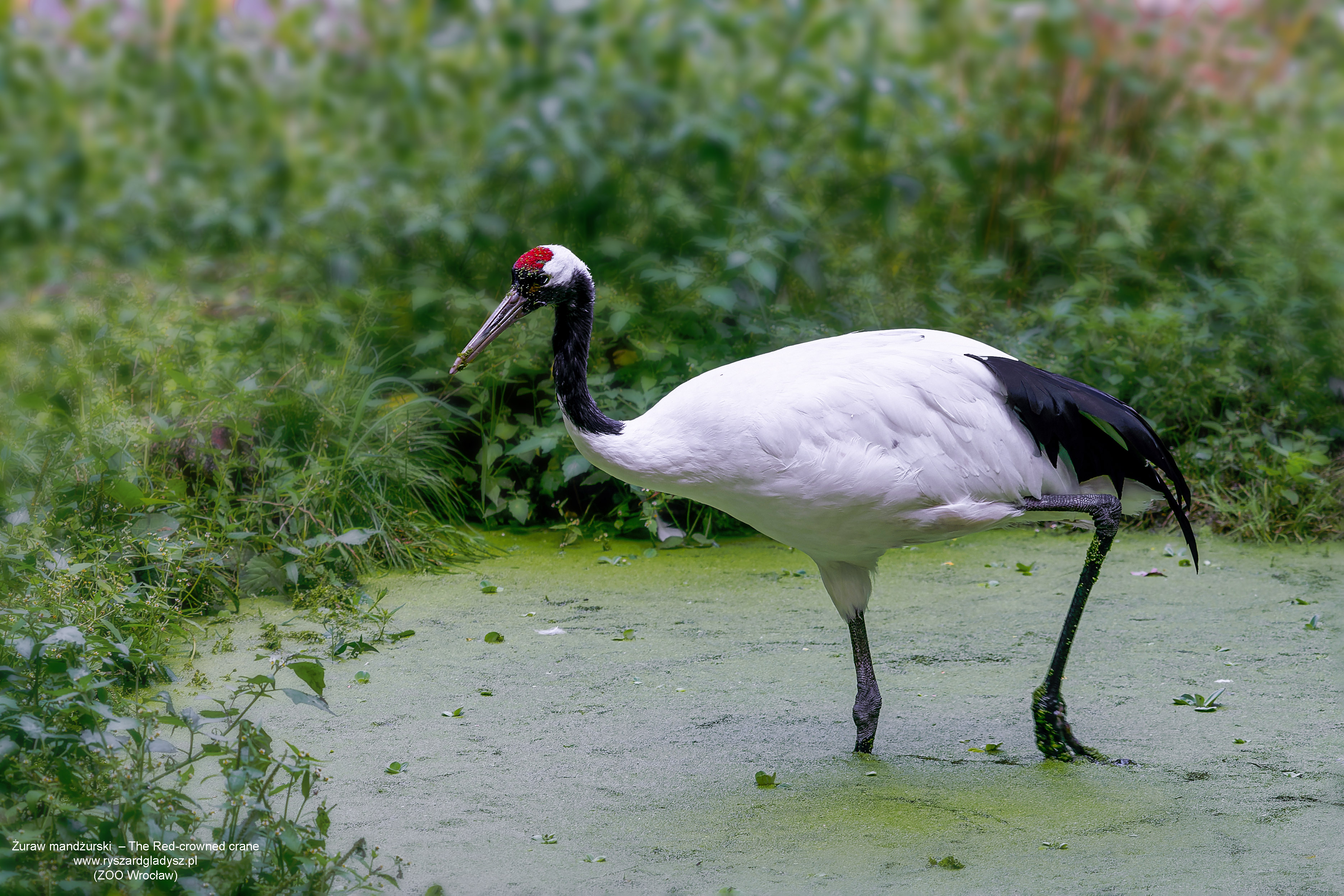 Żuraw mandżurski, Grus japonensis, Red-crowned crane, Der Mandschurenkranich