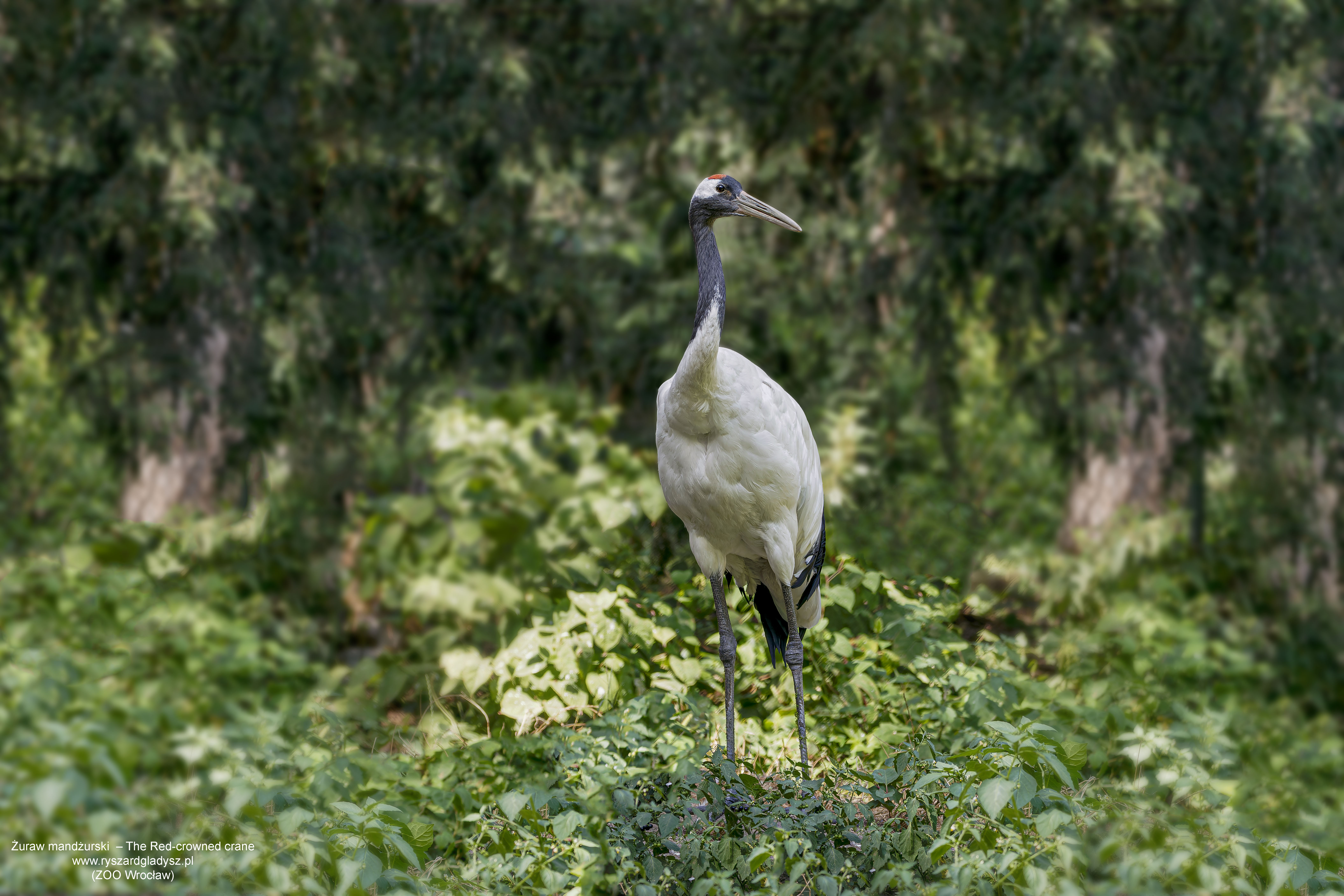 Żuraw mandżurski, Grus japonensis, Red-crowned crane, Der Mandschurenkranich