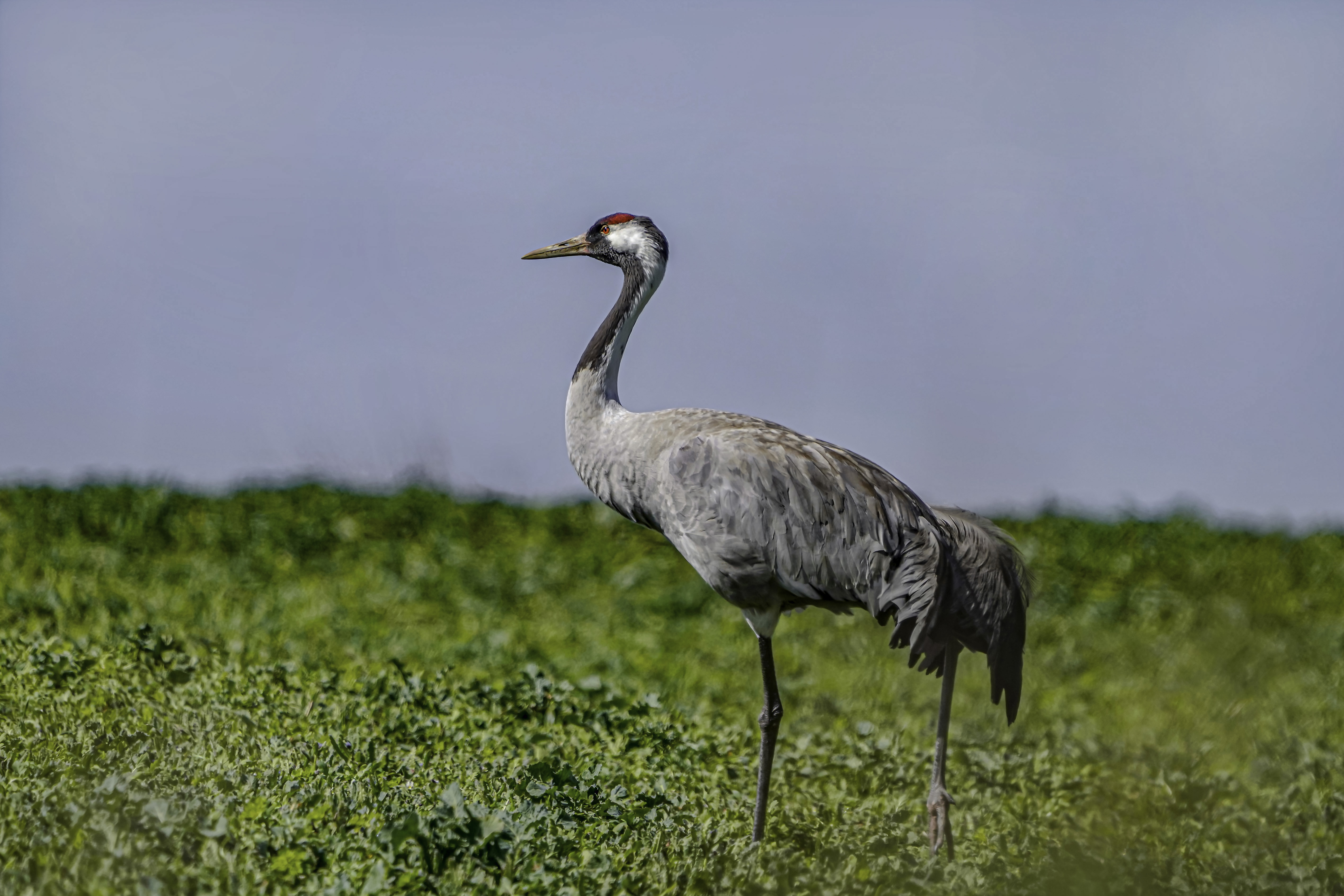 Żuraw, Grus grus, Crane, Der Kranich, Серый журавль