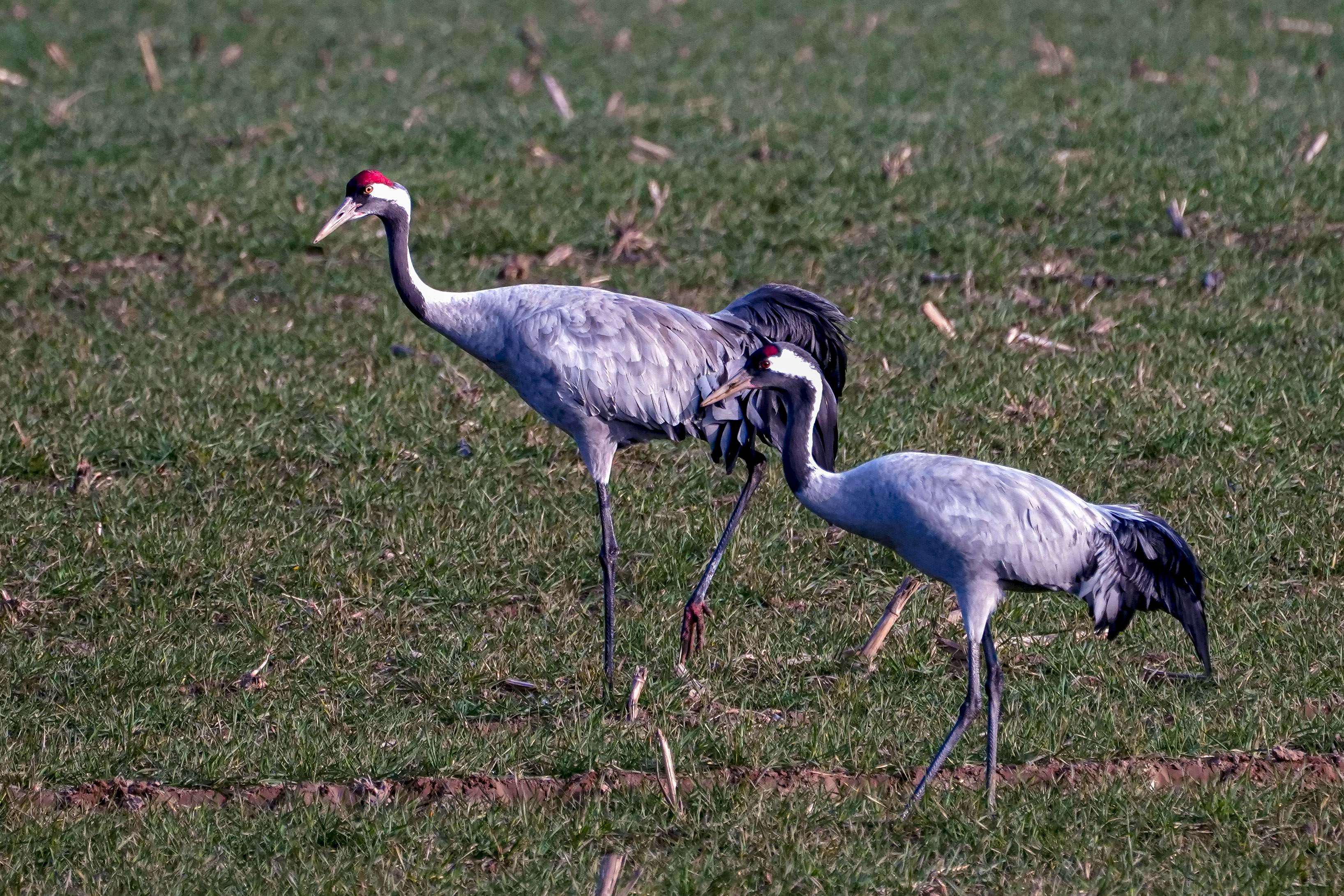 Żuraw, Grus grus, Crane, Der Kranich, Серый журавль
