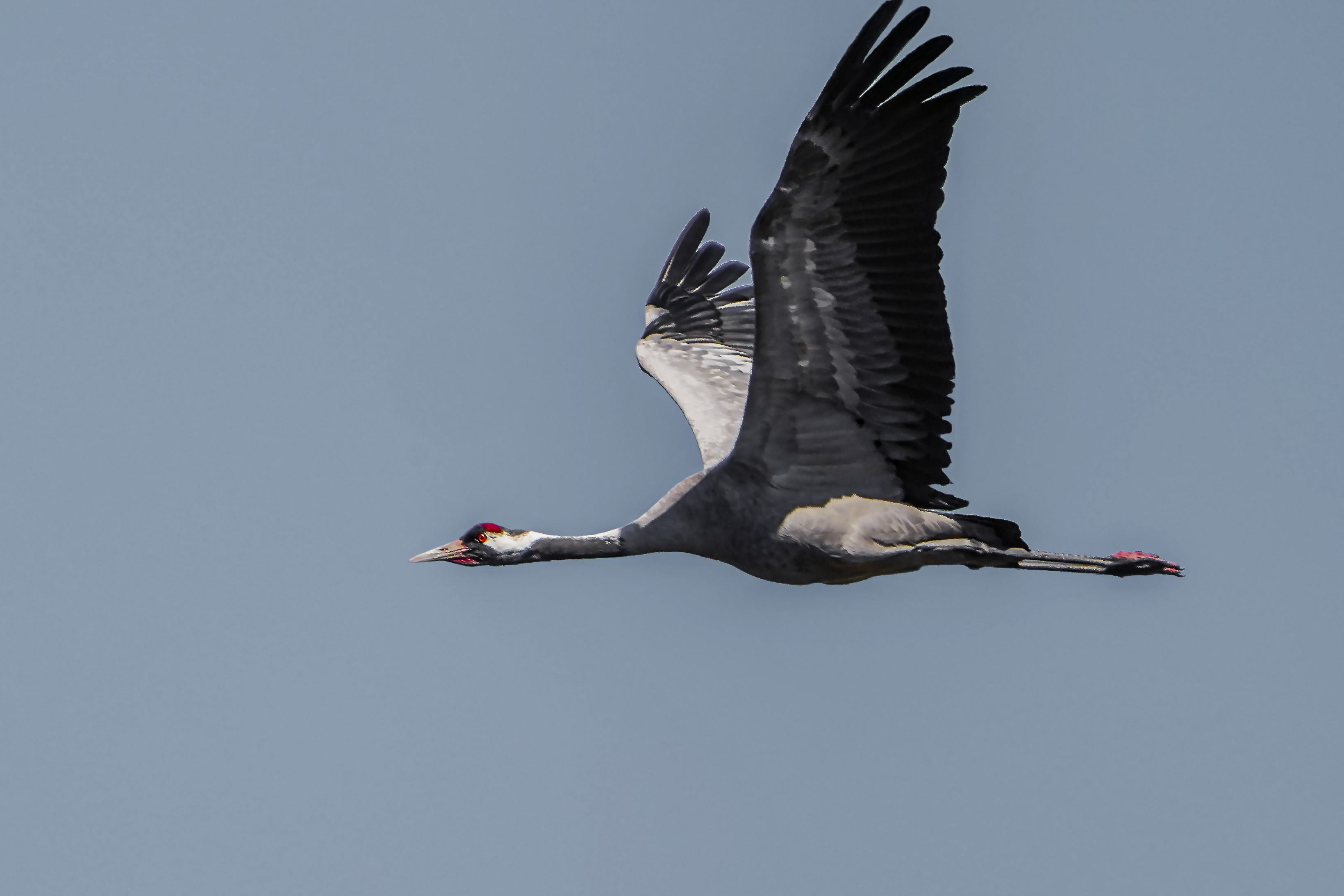 Żuraw, Grus grus, Crane, Der Kranich, Серый журавль