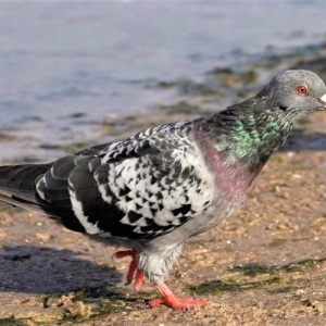 Gołąb miejski, Columba livia domestica, City pigeons, Die Stadttaube, Голубь