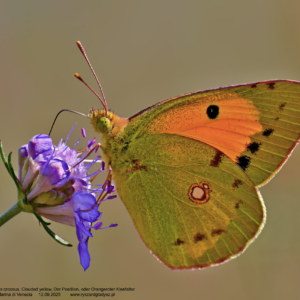 Szlaczkoń sylwetnik, Colias croceus, Clouded yellow, Der Postillon oder Orangeroter Kleefalter Motyle dzienne, bielinkowate, butterflies, Pieridae, Die Schmetterlinge, owady, insects, Insekten