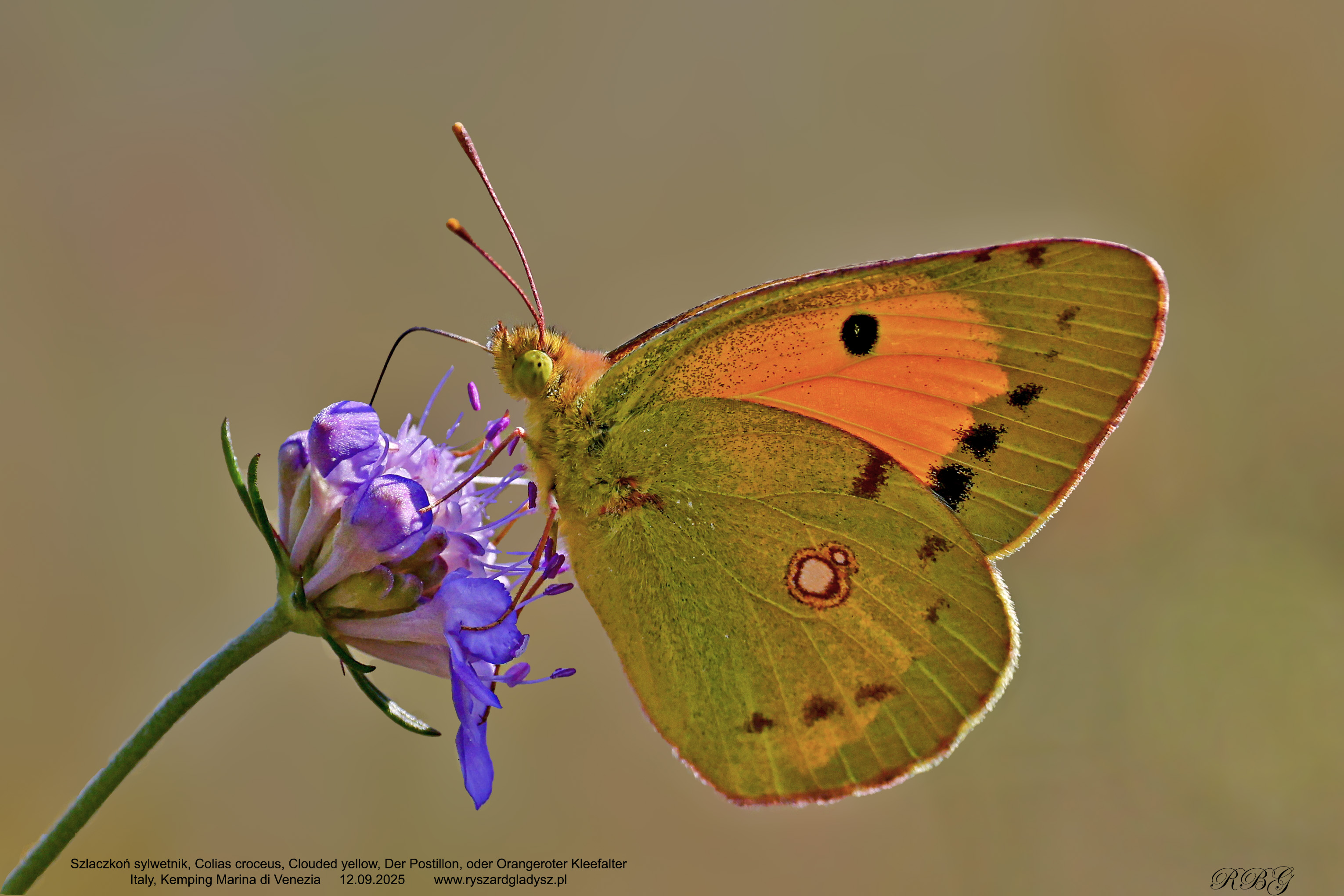 Szlaczkoń sylwetnik, Colias croceus, Clouded yellow, Der Postillon (oder Orangeroter Kleefalter)