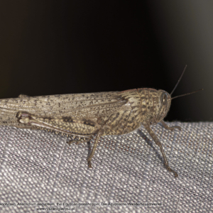 Szarańcza egipska, Anacridium aegyptium, Egyptian Grasshopper, Die Ägyptische Wanderheuschrecke