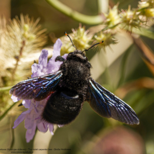 Pszczoły - Zadrzechnia fioletowa, Xylocopa violacea, The violet carpenter bee, Große Holzbiene