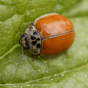 Biedronka azjatycka, Biedronkowate, Der Asiatische Marienkäfer, Harmonia axyridis, The multicoloured Asian lady beetle