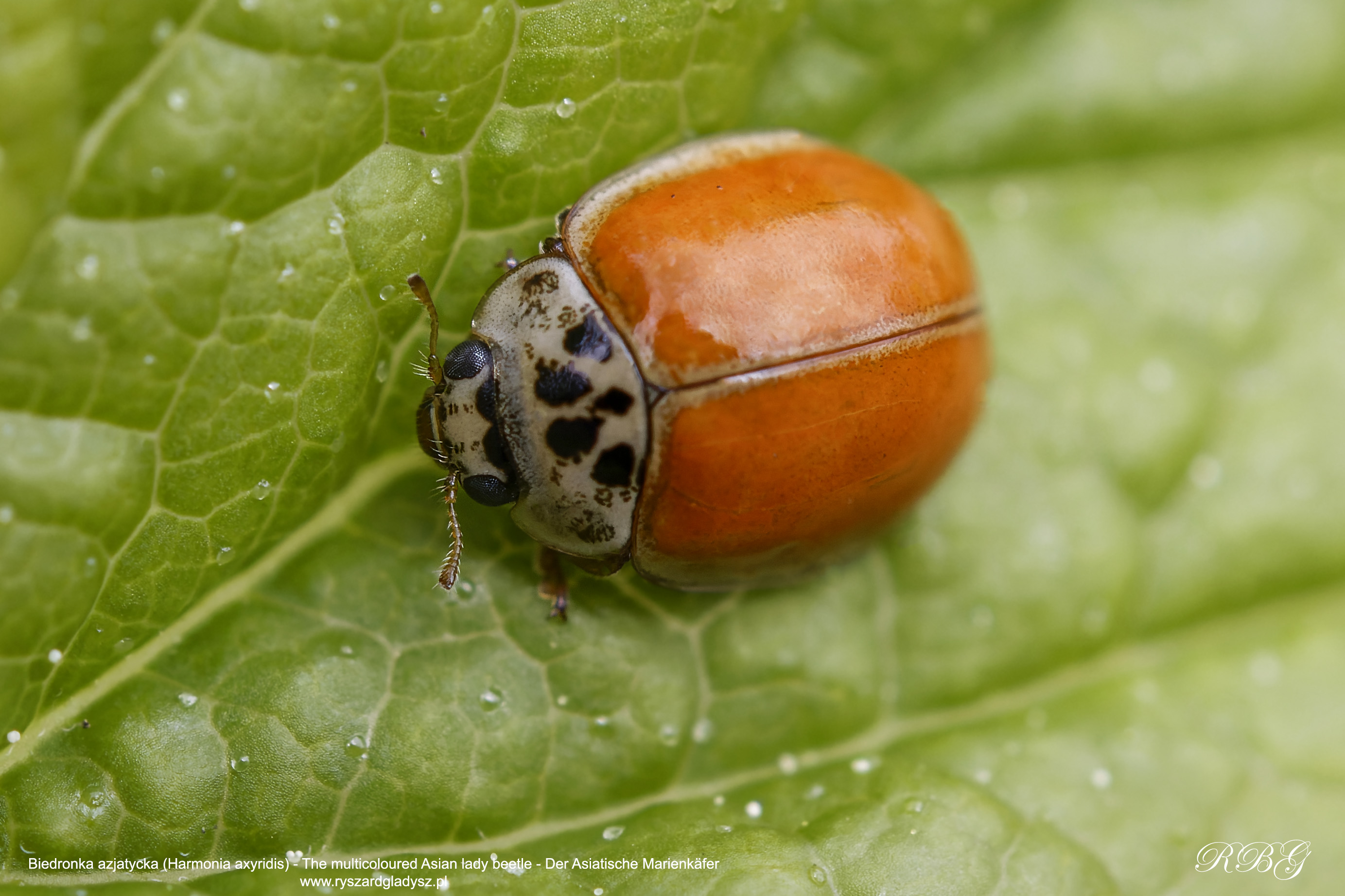 Biedronka azjatycka, Biedronkowate, Der Asiatische Marienkäfer, Harmonia axyridis, The multicoloured Asian lady beetle